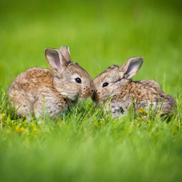 Haasjes (en hoe verder?)*